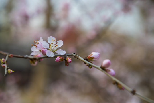 桃花