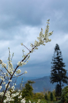 盛开的李花枝条