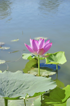 荷花风景