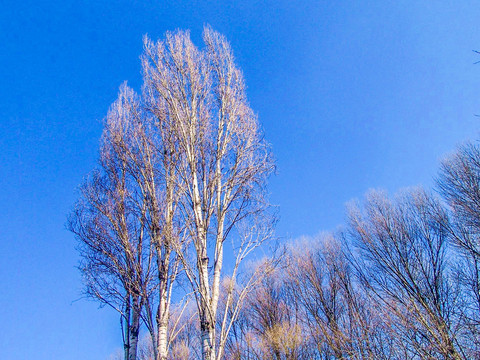 秋季蓝天白杨树