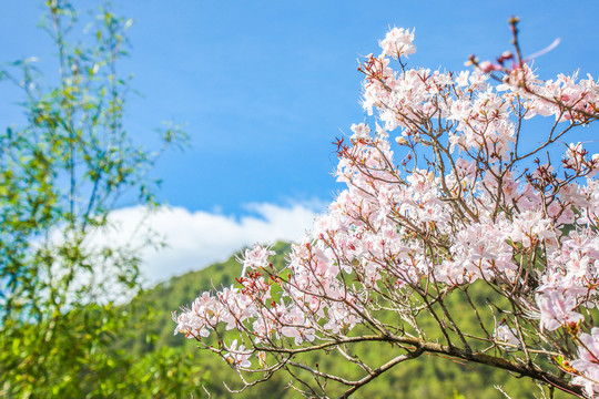 樱花