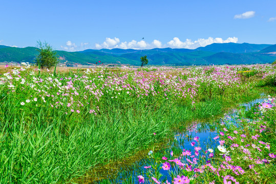 大波斯菊