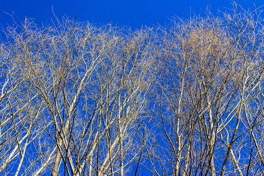 蓝天大树