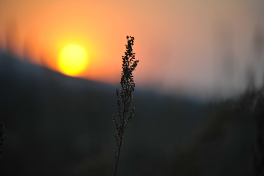 芦苇夕阳