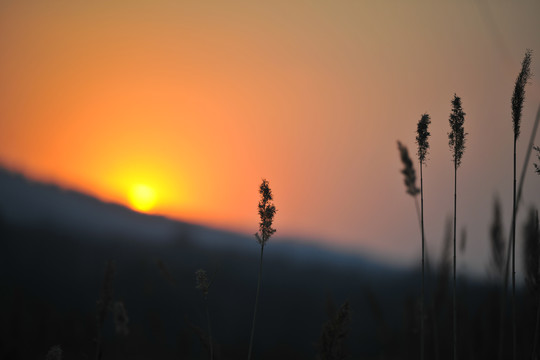 夕阳芦苇