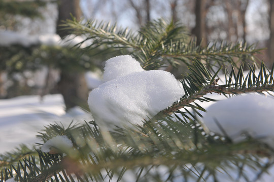 雪树林素材