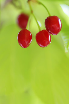 樱花果实