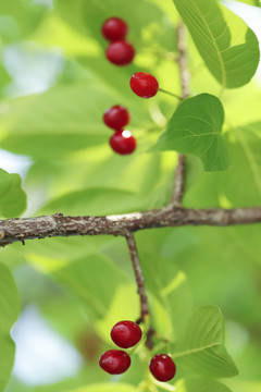 樱花果