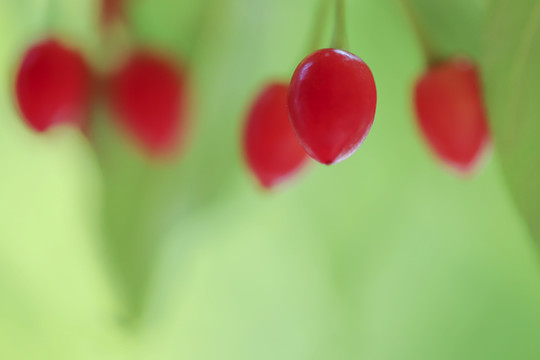 樱花果