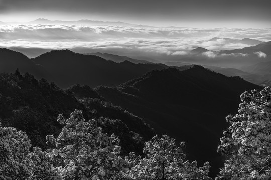 剑川老君山雪松