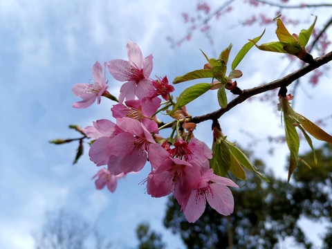 樱花