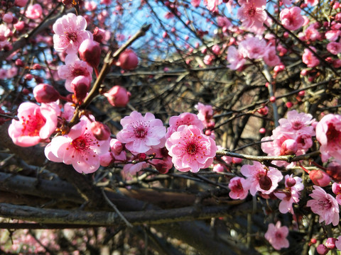 梅花