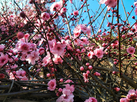 梅花