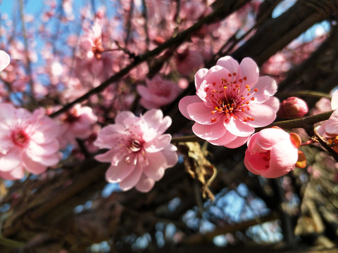 梅花