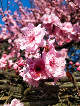 梅花