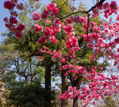 樱花