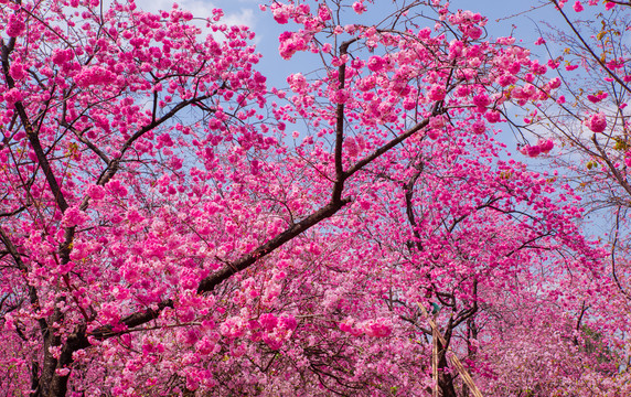 樱花树枝