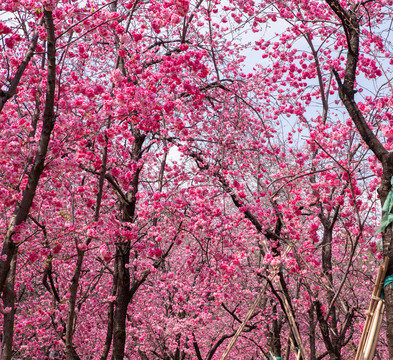 云南樱花树