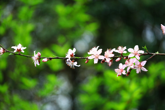 桃花