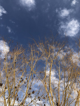 天空柳树