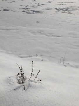 雪地野草