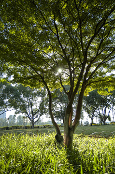 阳光下的绿色槭树