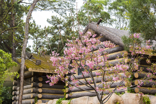 樱花小屋