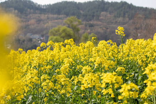 油菜花宣传高清图