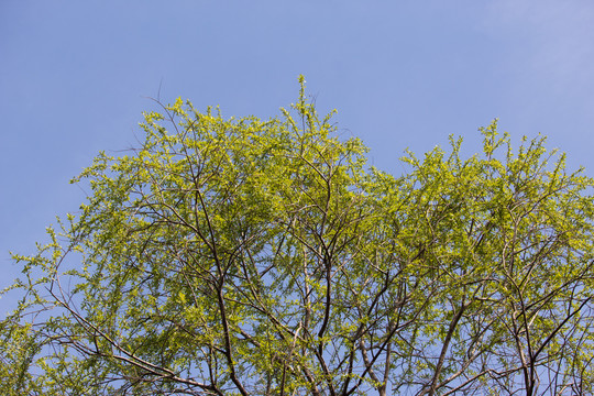 春天柳树