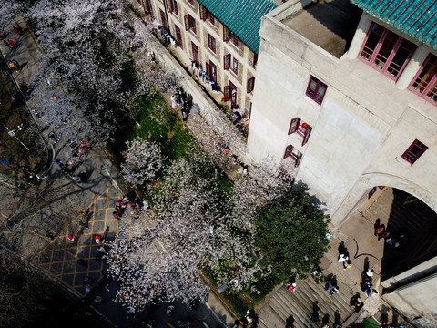 航拍武汉大学樱花盛开