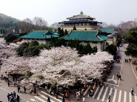 航拍武汉大学樱花盛开