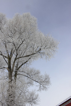 雪松