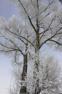 雪松