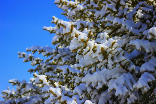 雪松