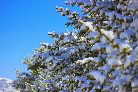 雪松