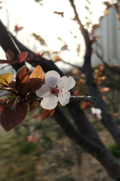 紫叶李