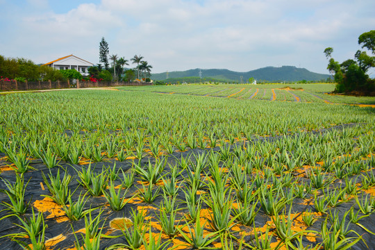 芦荟种植基地