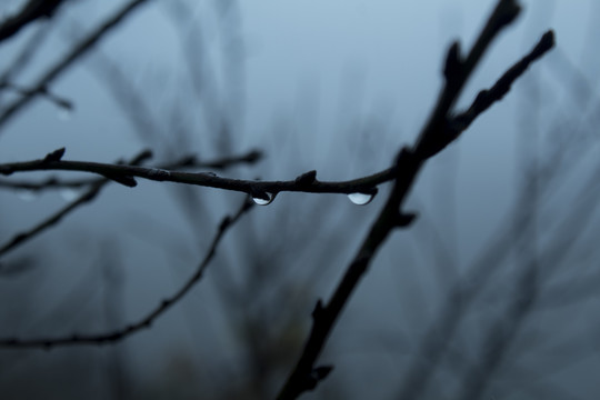 露水特写