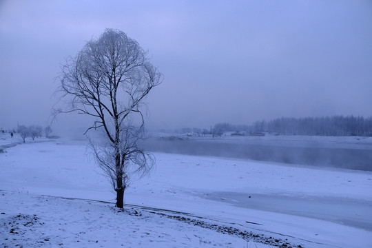 雪地的树