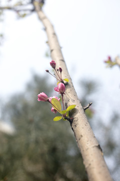 春色海棠