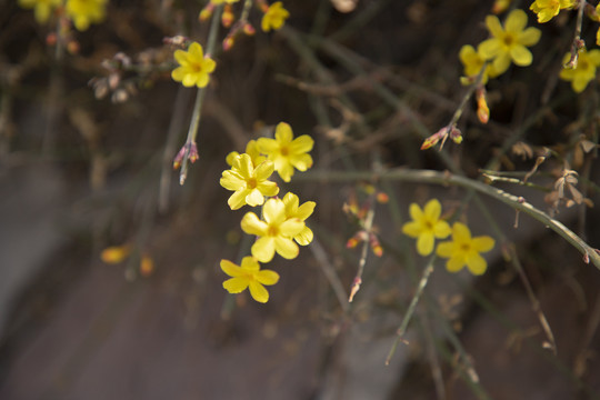 迎春花