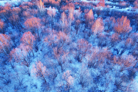 航拍大兴安岭雪原丛林红树稍