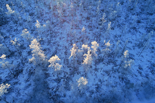 林海雪原雪林