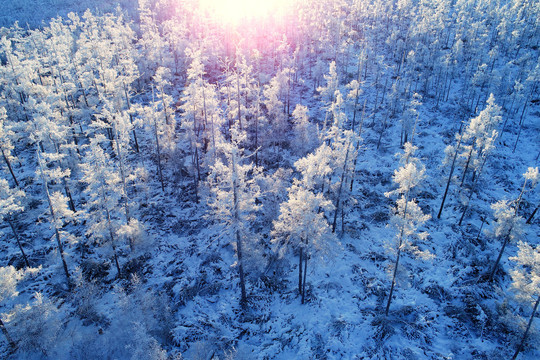 航拍林海雪原雪林