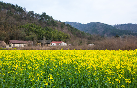 乡村风光