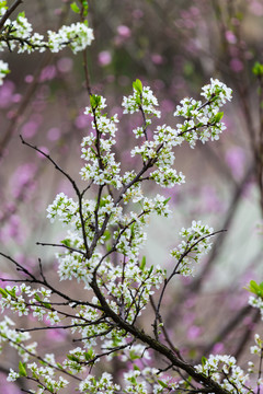 李子花