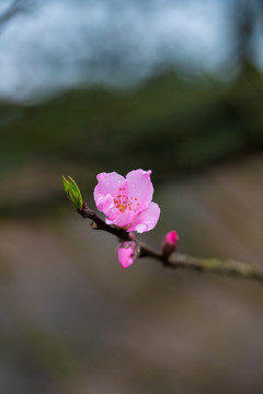 春天里开的桃花