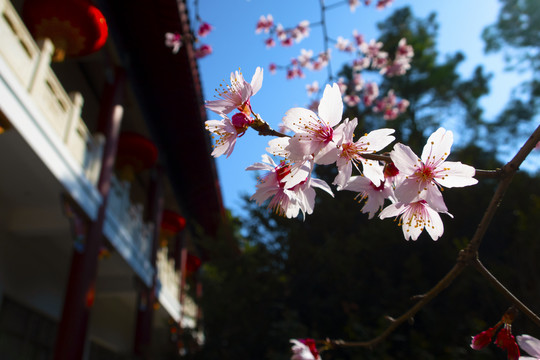 樱花