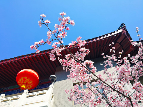 樱花