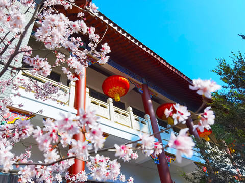 樱花